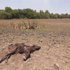 La sequía ya azota a más de la mitad del territorio argentino