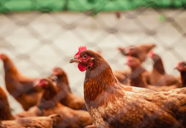 Gripe aviar: cerraron un predio en Buenos Aires por casos confirmados de aves infectadas
