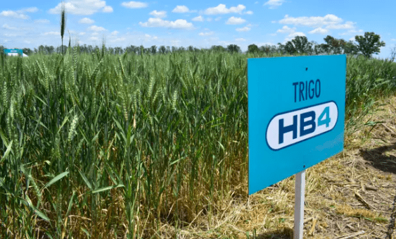 Así funciona HB4, la única tecnología del mundo con tolerancia a la sequía para cultivos de soja y trigo