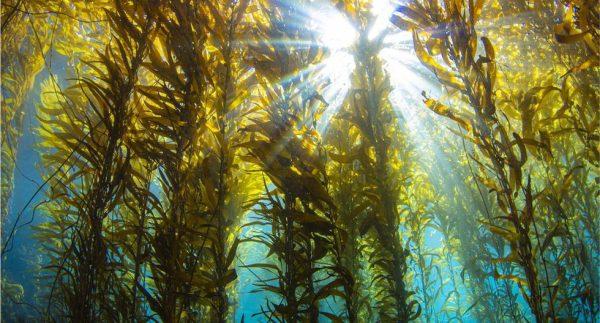 Por qué Amazon apuesta por las algas marinas para combatir el cambio climático