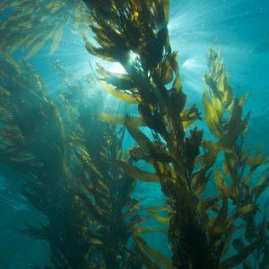 Qué provincia protegió por ley sus bosques submarinos de algas