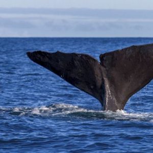 Así las ballenas pueden ayudar a combatir el cambio climático