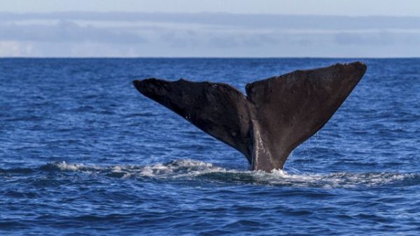 Así las ballenas pueden ayudar a combatir el cambio climático