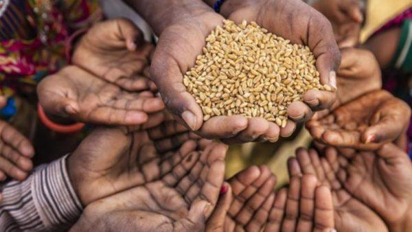 Cambio climático: este es un posible plan para enfrentar la crisis alimentaria global