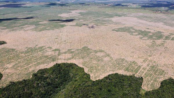 La deforestación en la Amazonia brasileña marcó un nuevo récord
