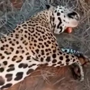 Mató a un yaguareté y subió el video a las redes sociales: fue detenido por caza ilegal