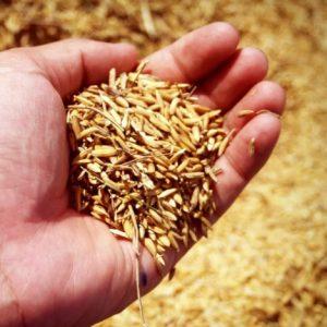 Cómo fabricar madera a partir de cáscaras de arroz