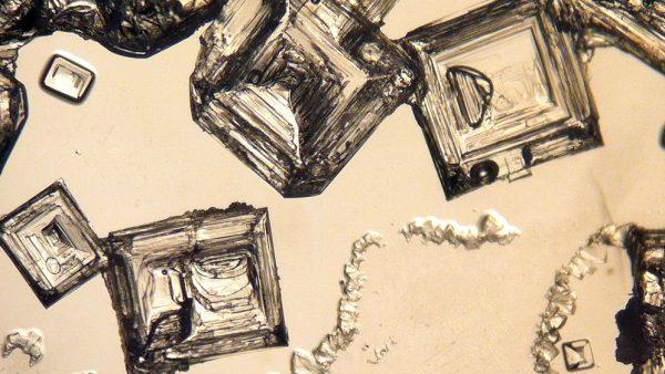 Científicos comprueban que los cristales de sal pueden proteger formas de vida microscópicas en el espacio