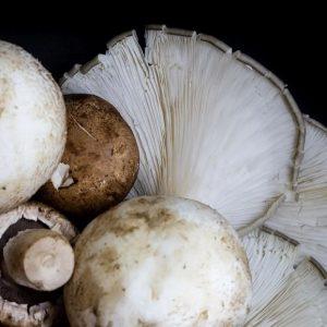 Producen hongos comestibles con bagazo cervecero y prometen revolucionar el mercado nacional