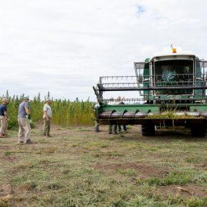 Argentina realizó su primera cosecha de cáñamo industrial después de 50 años