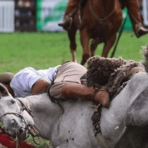 Al grito de “no es cultura, es tortura”, un centenar de activistas piden clausurar un festival de doma