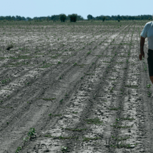 Estiman que las sequías repentinas serán cada vez más frecuentes, ¿cuál es el impacto en la Argentina?