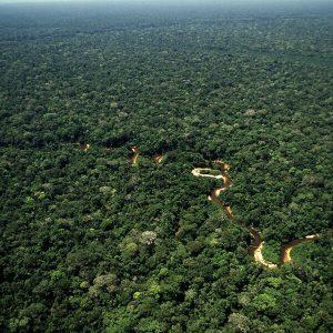 Epson y WWF cierran un acuerdo para recuperar y restaurar los bosques en todo el mundo