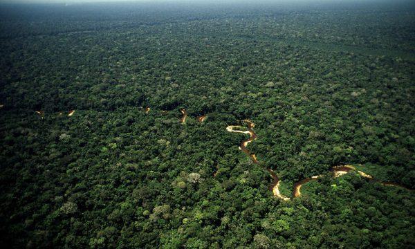 Epson y WWF cierran un acuerdo para recuperar y restaurar los bosques en todo el mundo