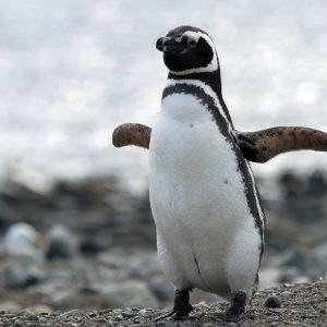 Investigadores argentinos confirmaron la presencia de microplásticos en los pingüinos de Magallanes