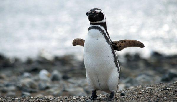 Investigadores argentinos confirmaron la presencia de microplásticos en los pingüinos de Magallanes