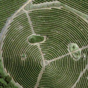 Un gigante alimenticio usará tecnología satelital para monitorear proyectos de reforestación