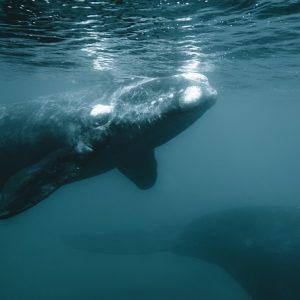 Especialistas se reúnen para debatir y diseñar soluciones para la conservación del Mar Argentino