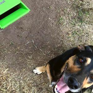 El revolucionario invento cordobés que transforma las heces de las mascotas en abono, ¿cómo funciona?