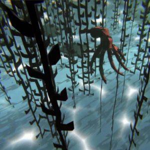 Experiencia inmersiva: ahora podés recorrer el fondo del Canal Beagle