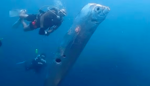 Filmaron a un pez enorme que presagia desastres climáticos, ¿cuál es la relación?