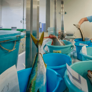 Detectaron niveles de radiación alarmantes en peces cercanos a la central de Fukushima