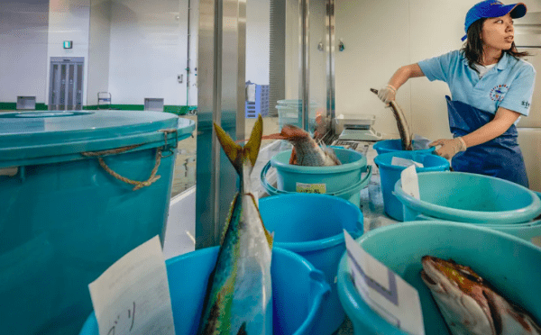 Detectaron niveles de radiación alarmantes en peces cercanos a la central de Fukushima