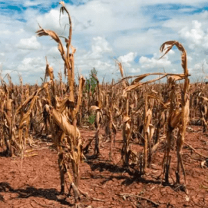 El Fondo Monetario Internacional destacó el impacto del cambio climático en Argentina