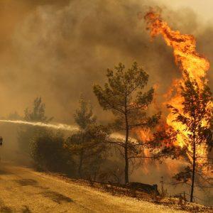 Incendios forestales en verano en Argentina: una creciente amenaza para la biodiversidad y la sociedad
