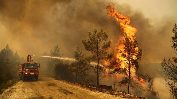 Incendios forestales en verano en Argentina: una creciente amenaza para la biodiversidad y la sociedad
