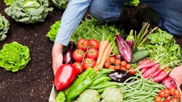 10 alimentos que contribuyen a tener un medioambiente más saludable