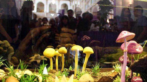 Mundo hongos: llega la primera edición de Expo Fungi Buenos Aires, ¿cuándo y dónde?