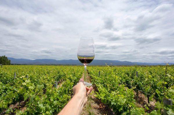 Qué beneficios ambientales tienen los vinos orgánicos y regenerativos