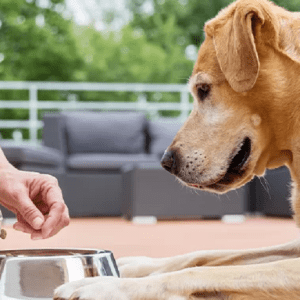 Empresas de la industria alimenticia canina ponen el foco en envases más sustentables
