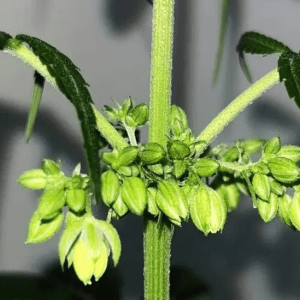 Santa Fe ya tiene su primera variedad de semilla de cannabis medicinal