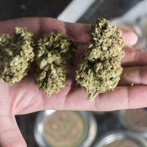 Una potencia mundial planea legalizar el consumo recreativo de cannabis
