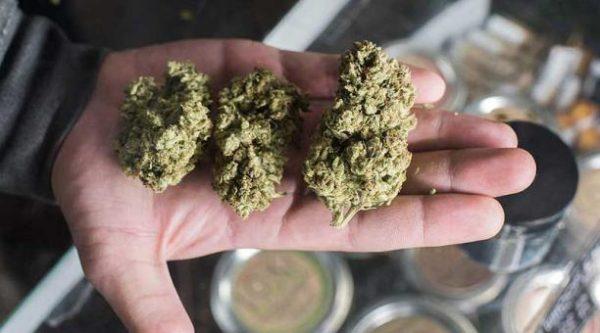 Una potencia mundial planea legalizar el consumo recreativo de cannabis