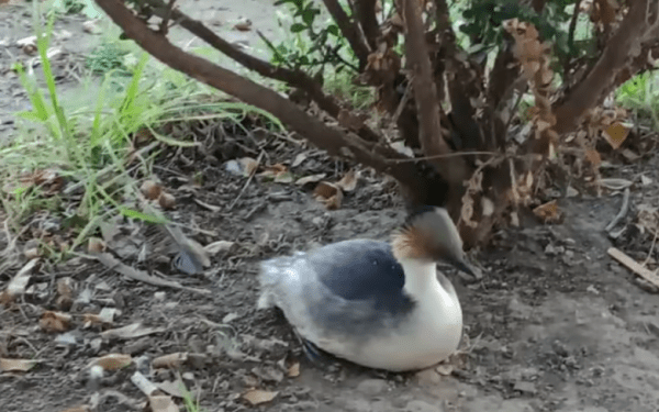 Rescataron a un ave en peligro de extinción en Argentina