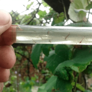 En Argentina hay más de 700 especies exóticas invasoras, ¿cuáles son y qué afectan en la salud pública?