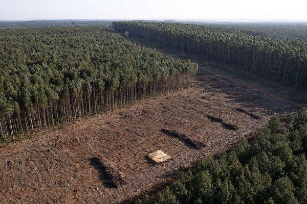 La empresa forestal Arauco, en la mira: qué reclaman las comunidades guaraníes y activistas de Greenpeace