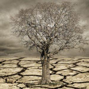 Cuáles son los efectos del cambio climático en la salud humana