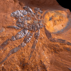 Encuentran el fósil de una araña “gigante” de unos 16 millones de años en Australia