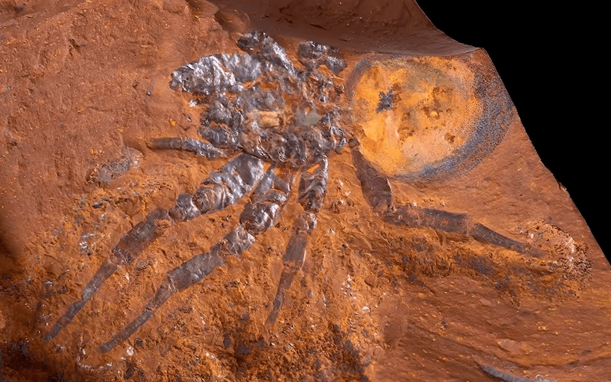 Encuentran el fósil de una araña “gigante” de unos 16 millones de años en Australia