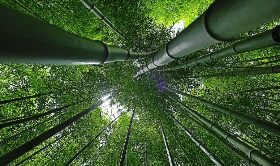 El misterioso ciclo de vida del bambú henon: por qué florece cada 120 años