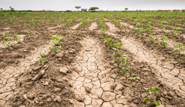 Buenos Aires y Santa Cruz son declaradas bajo emergencia agropecuaria por la sequía