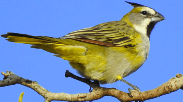 Liberaron aves en peligro de extinción en la provincia de Buenos Aires
