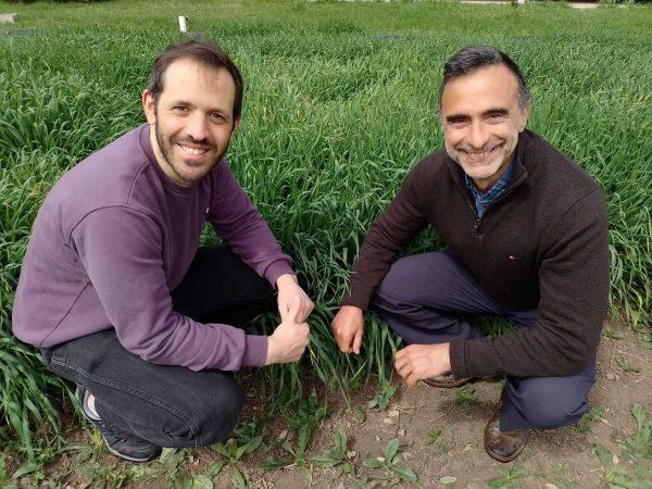 Científicos argentinos descubren un dato clave para desarrollar cultivos más eficientes con menos fertilizantes
