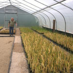 Cómo el sistema Vetiver puede ayudar en la crisis del agua en zonas rurales