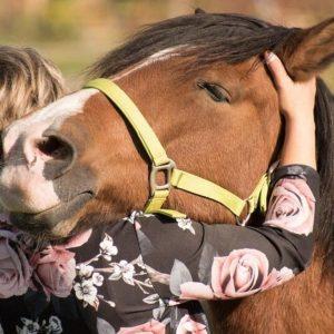 La ciudad más austral de Argentina declaró a los caballos como seres «sintientes»