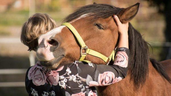 La ciudad más austral de Argentina declaró a los caballos como seres «sintientes»